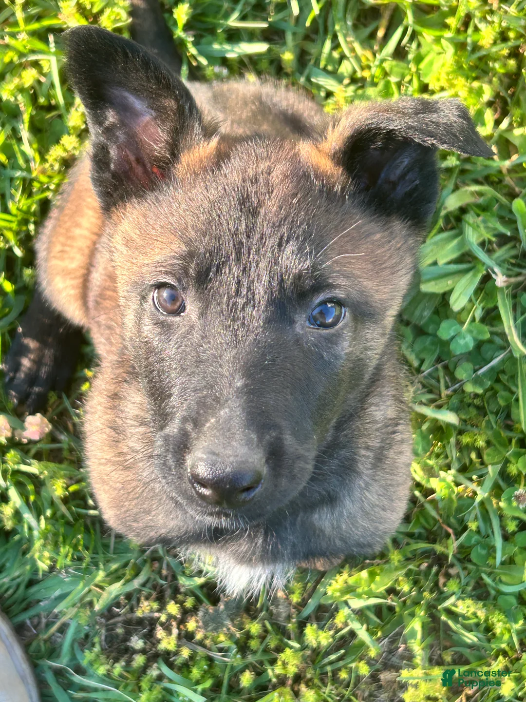 Belgian Malinois dogs for sale: Benjamin - Ad 2