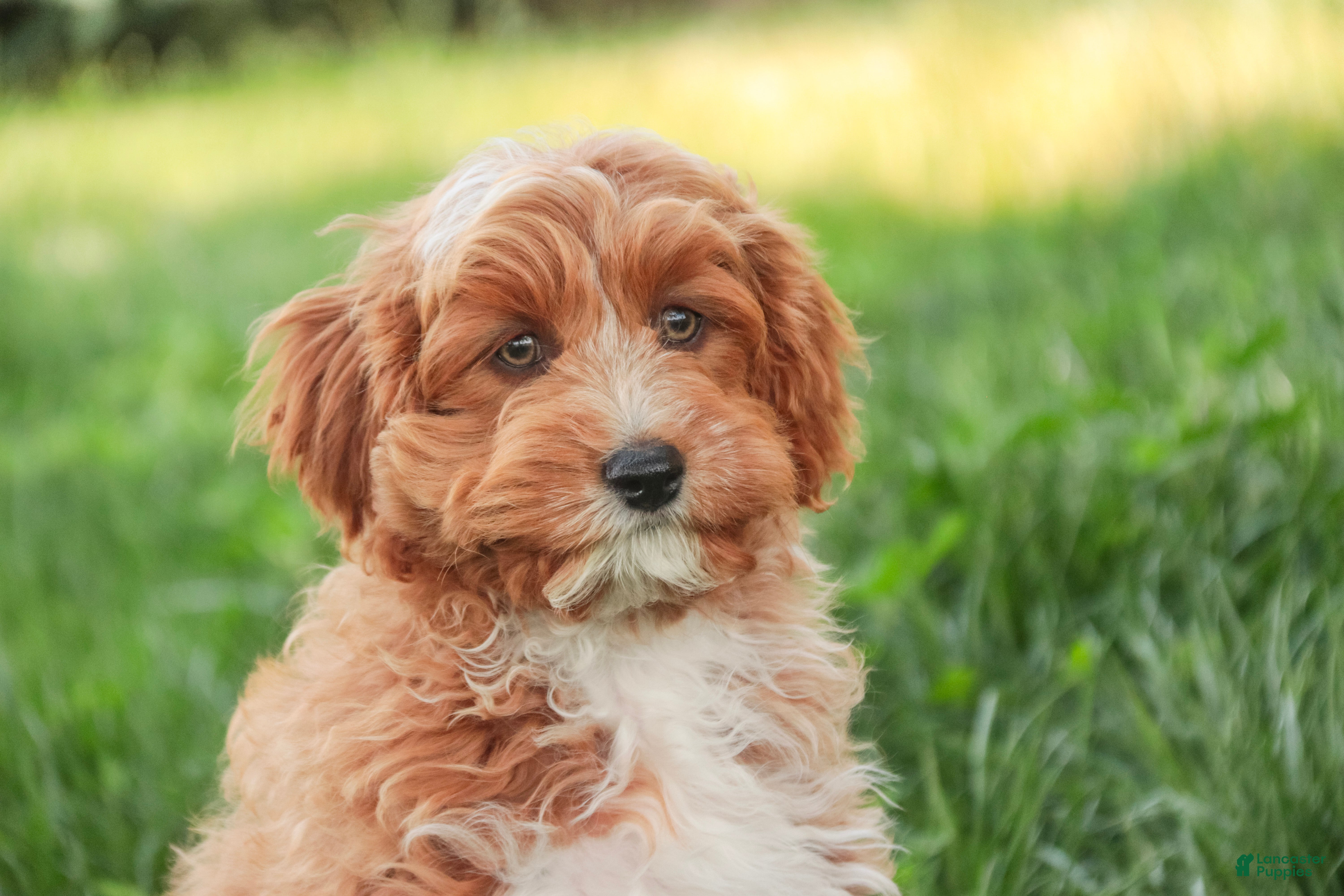 Cavapoo dogs Herbie - Ad 2