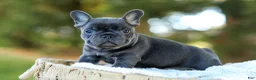 French Bulldog dogs for sale: Digger - Blue & Tan - Ad 6