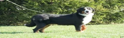 Bernedoodle dogs for sale: Bernedoodle 2 - Ad 5