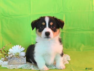 Welsh Corgi Pembroke dogs Prince - Ad 39