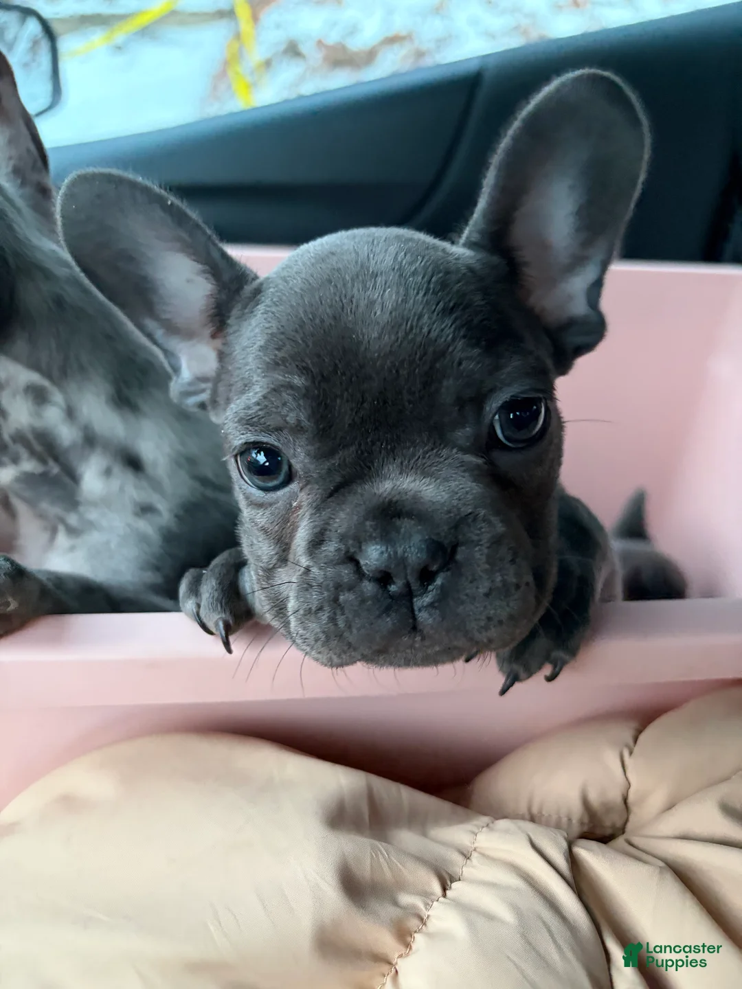 French Bulldog dogs for sale: Blaze - Ad 2