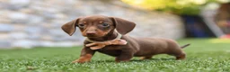 Miniature Dachshund dogs for sale: Ana - Ad 8