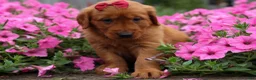 Golden Retriever dogs for sale: Quinny 🐾  - Ad 14