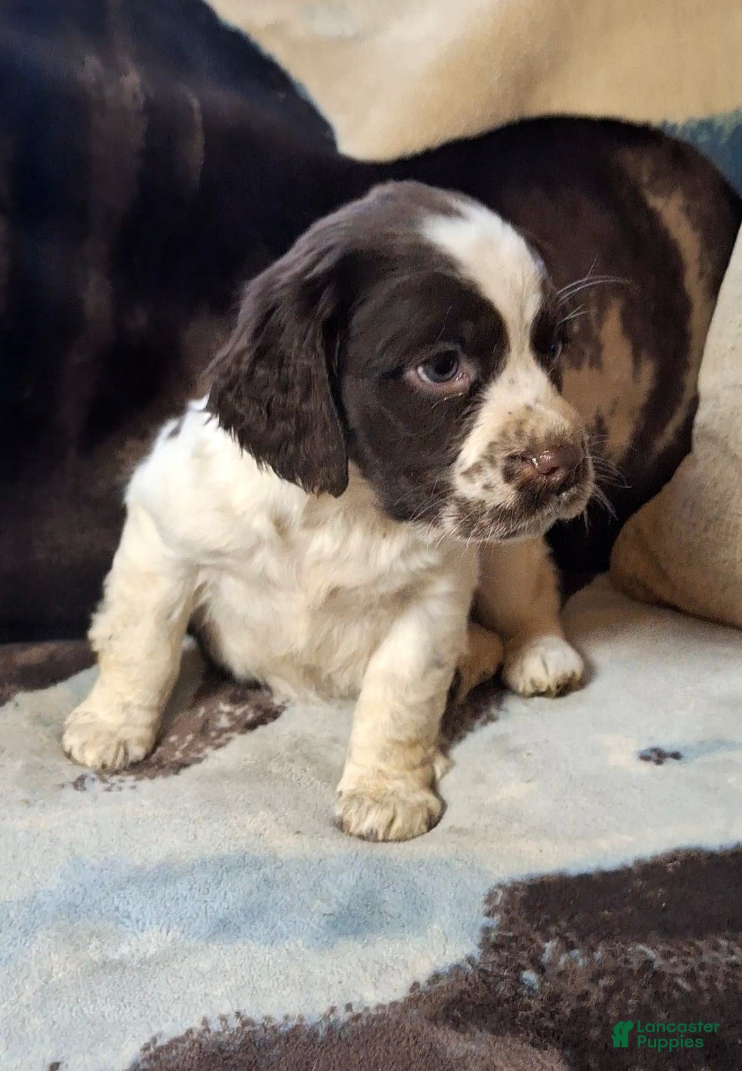 English Springer Spaniel dogs for sale: Daisy  - Ad 2