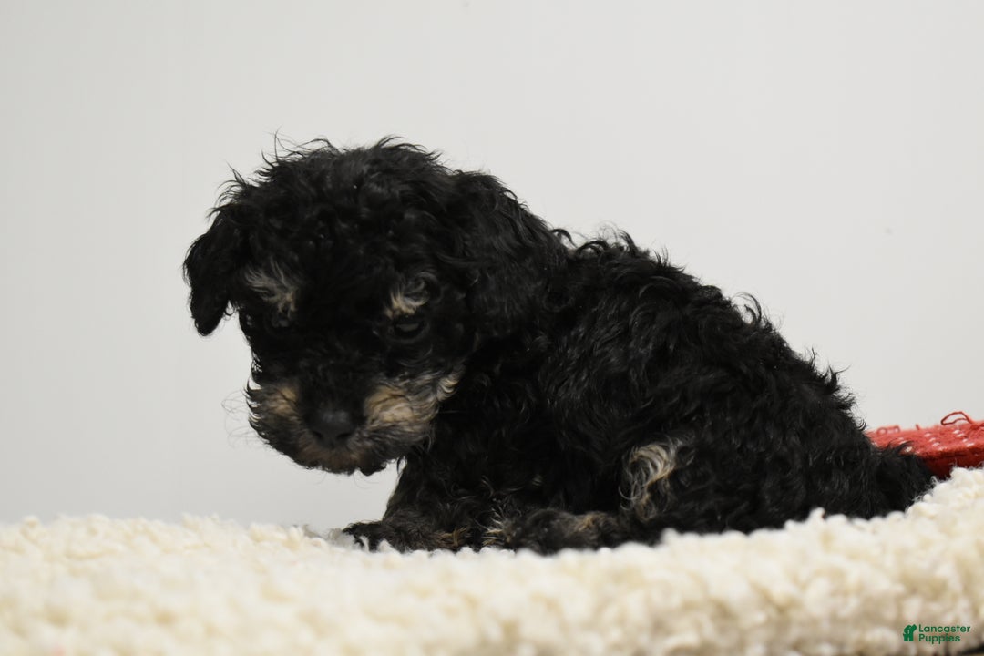 Toy Poodle dogs for sale: Bradley - Ad 3