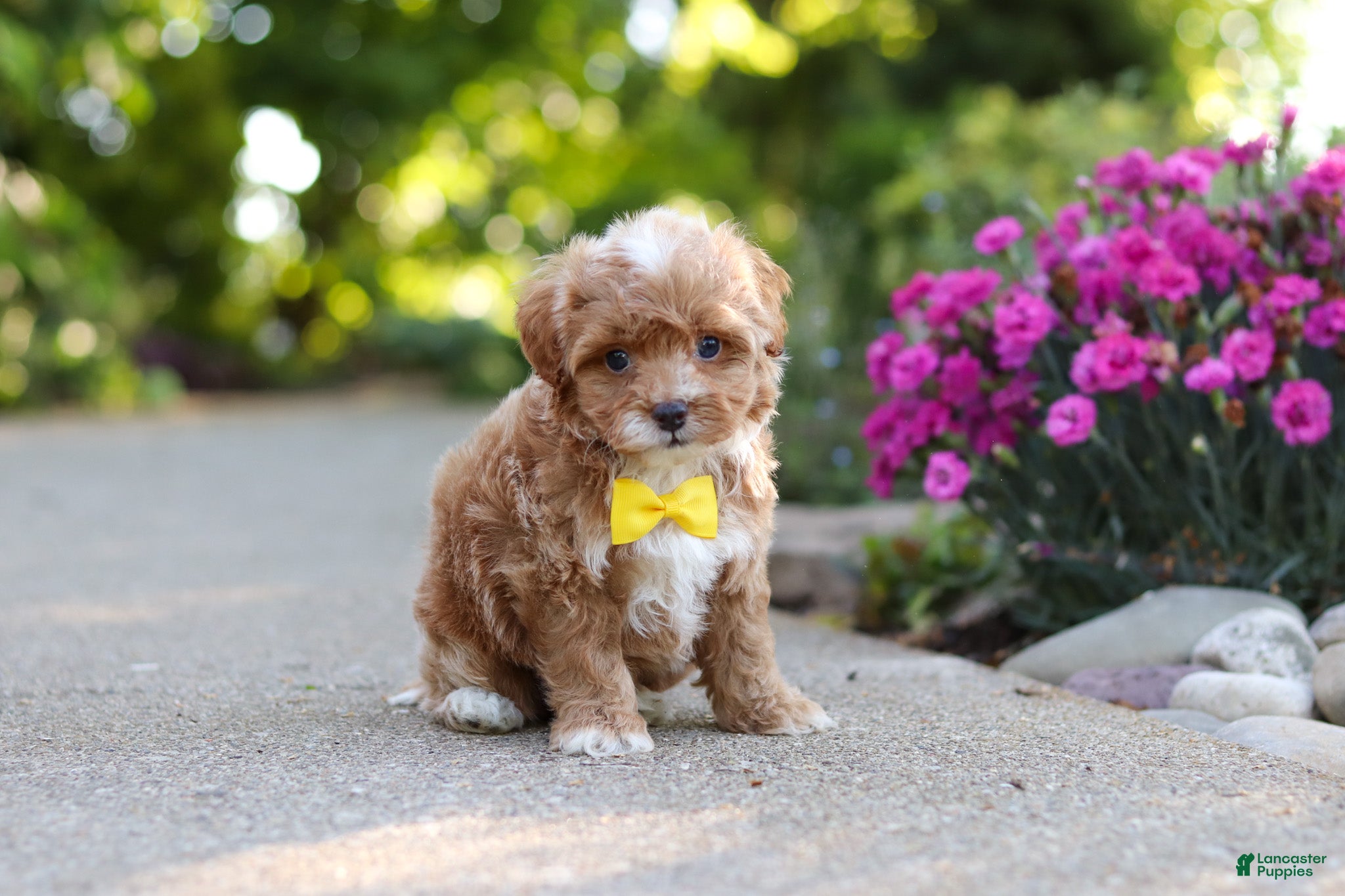 Cavapoo dogs for sale: Brady - Ad 15