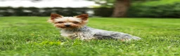 Yorkshire Terrier dogs for sale: Candy Cane AKC Champion Bloodline - Ad 9
