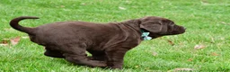 Labrador Retriever dogs for sale: Bruno - Ad 6