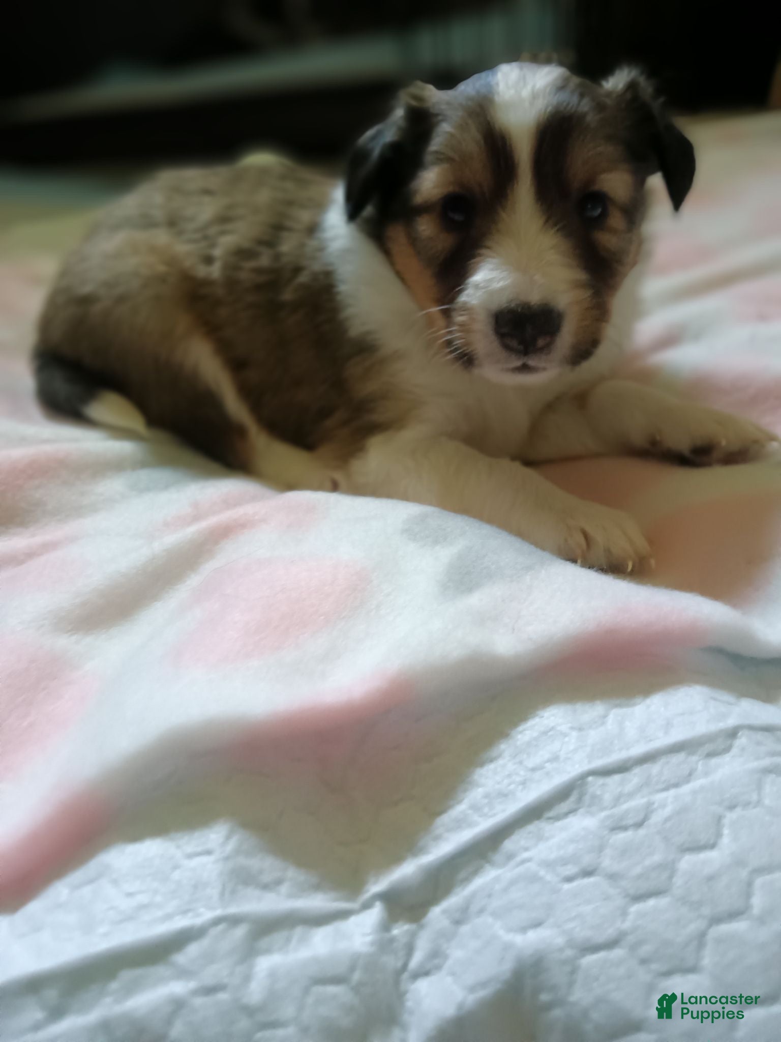 Shetland Sheepdog dogs Shetland Sheepdog 5 - Ad 1