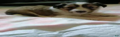 Shetland Sheepdog 5