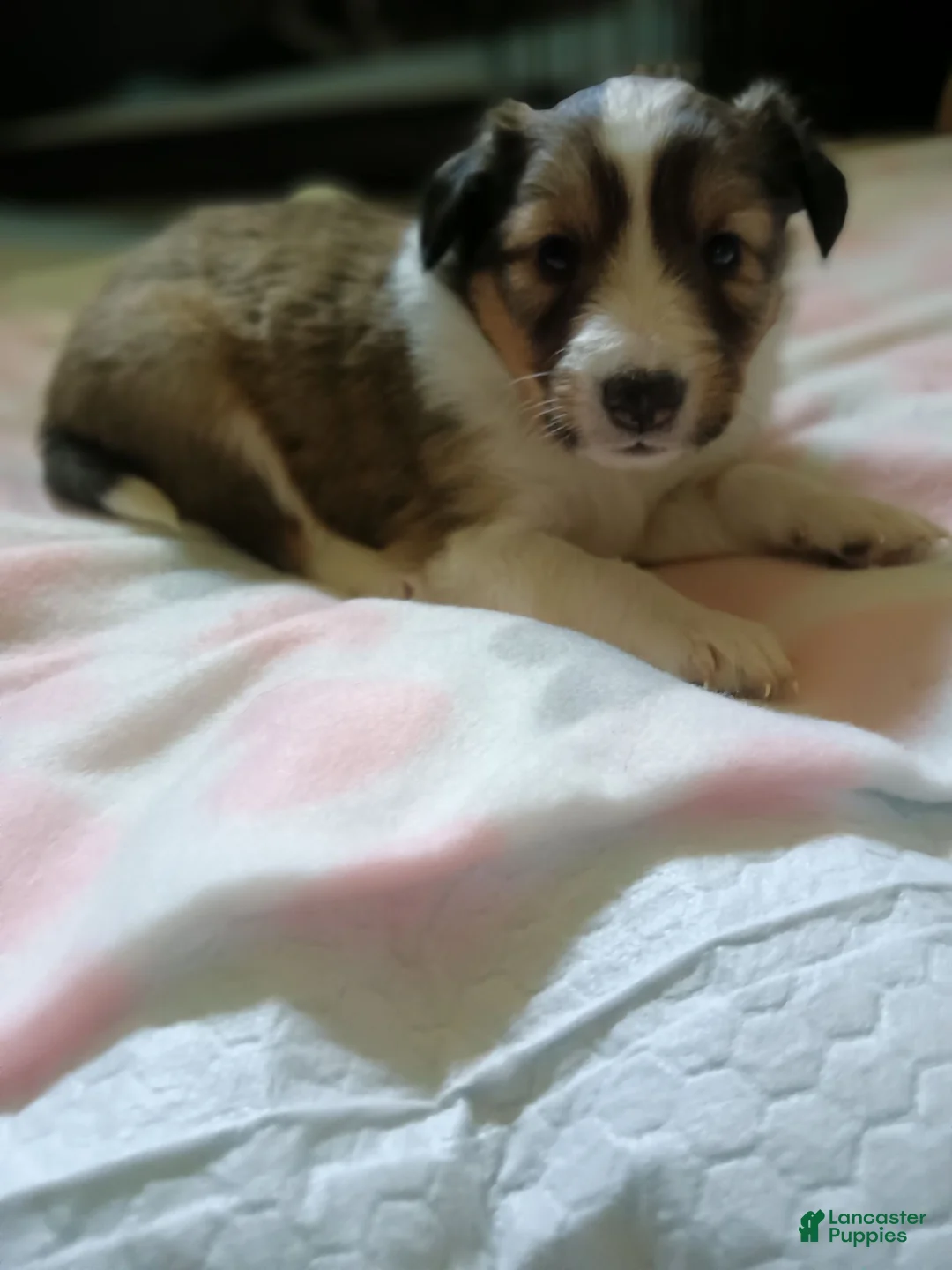Shetland Sheepdog dogs for sale: Shetland Sheepdog 5 - Ad 1
