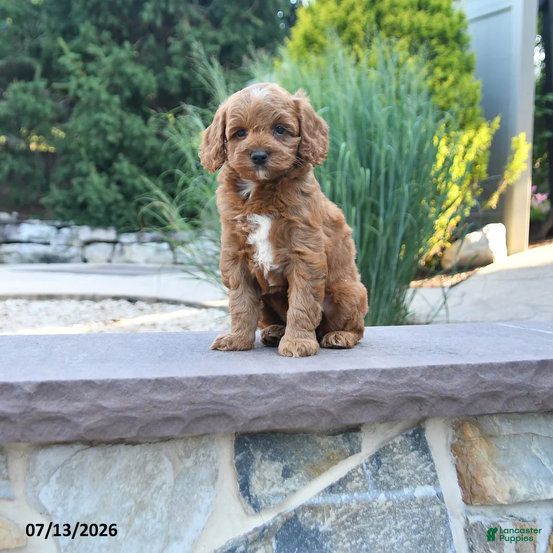 Cockapoo dogs for sale: Jolene - Ad 1