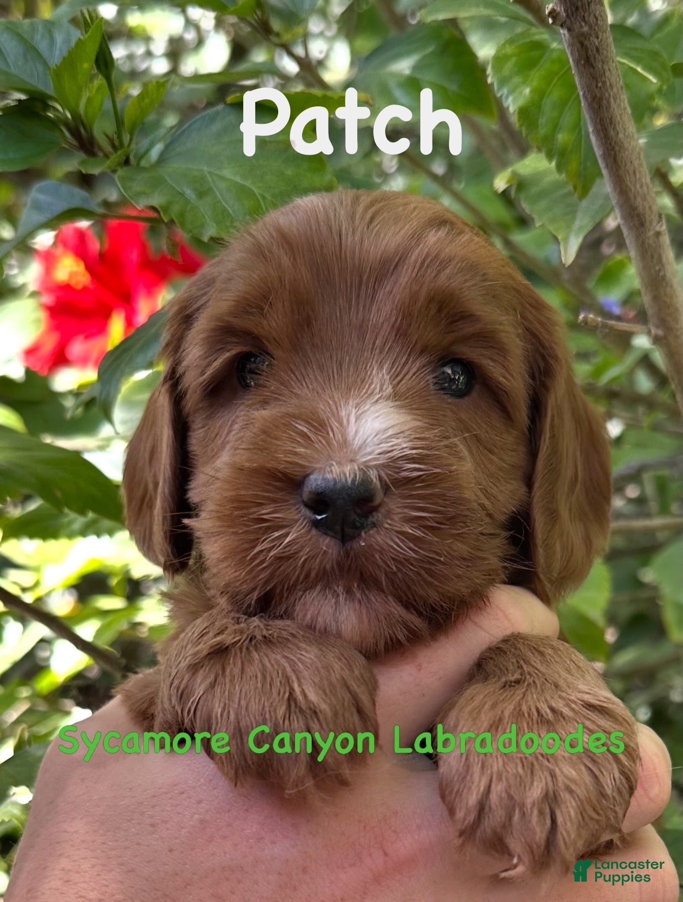 Australian Labradoodle dogs Patch - Ad 8