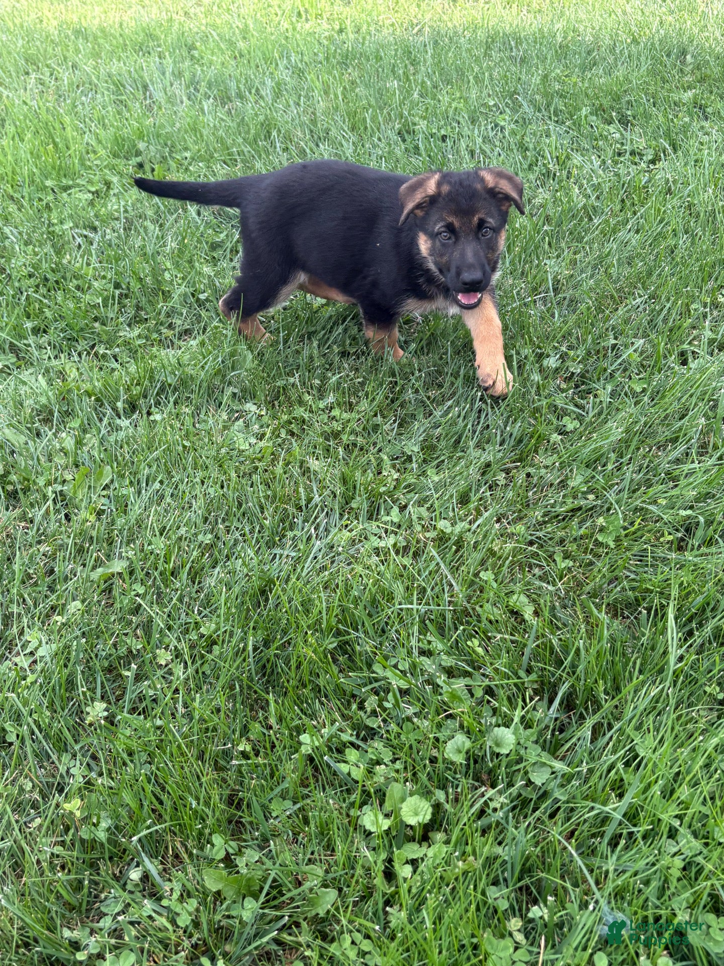 German Shepherd dogs German Shepherd 5 - Ad 33