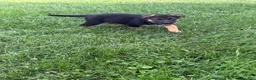 German Shepherd dogs for sale: German Shepherd 5 - Ad 1