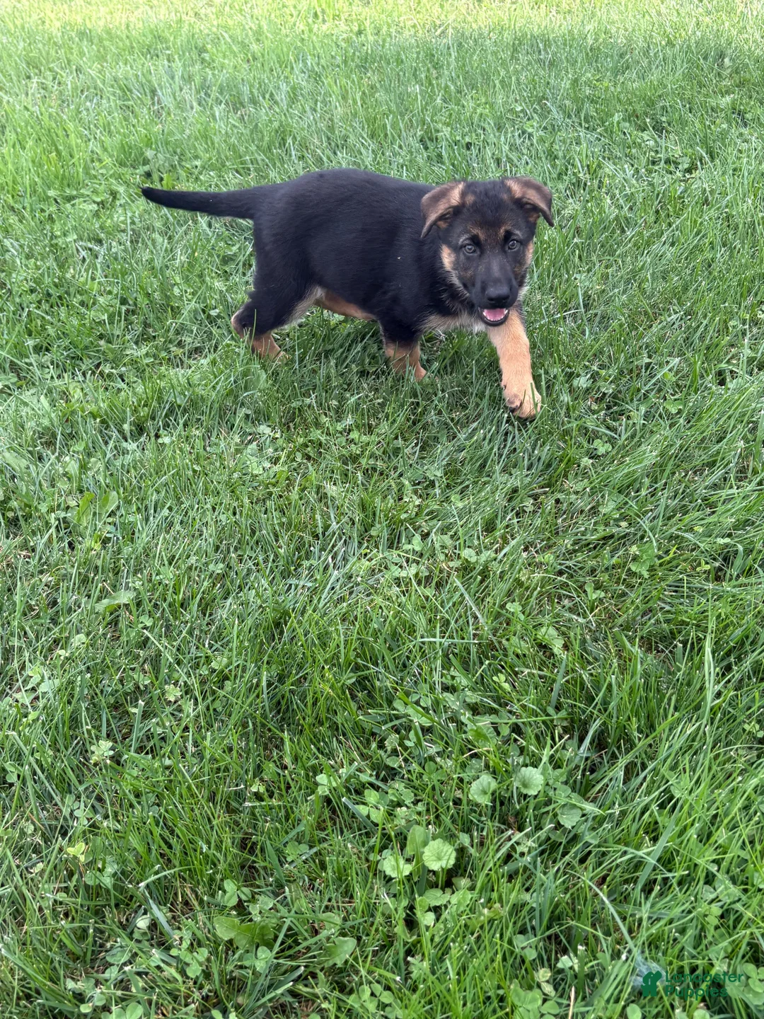 German Shepherd dogs for sale: German Shepherd 5 - Ad 1