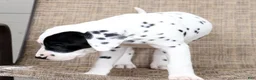 Dalmatian dogs for sale: Princess - Ad 9