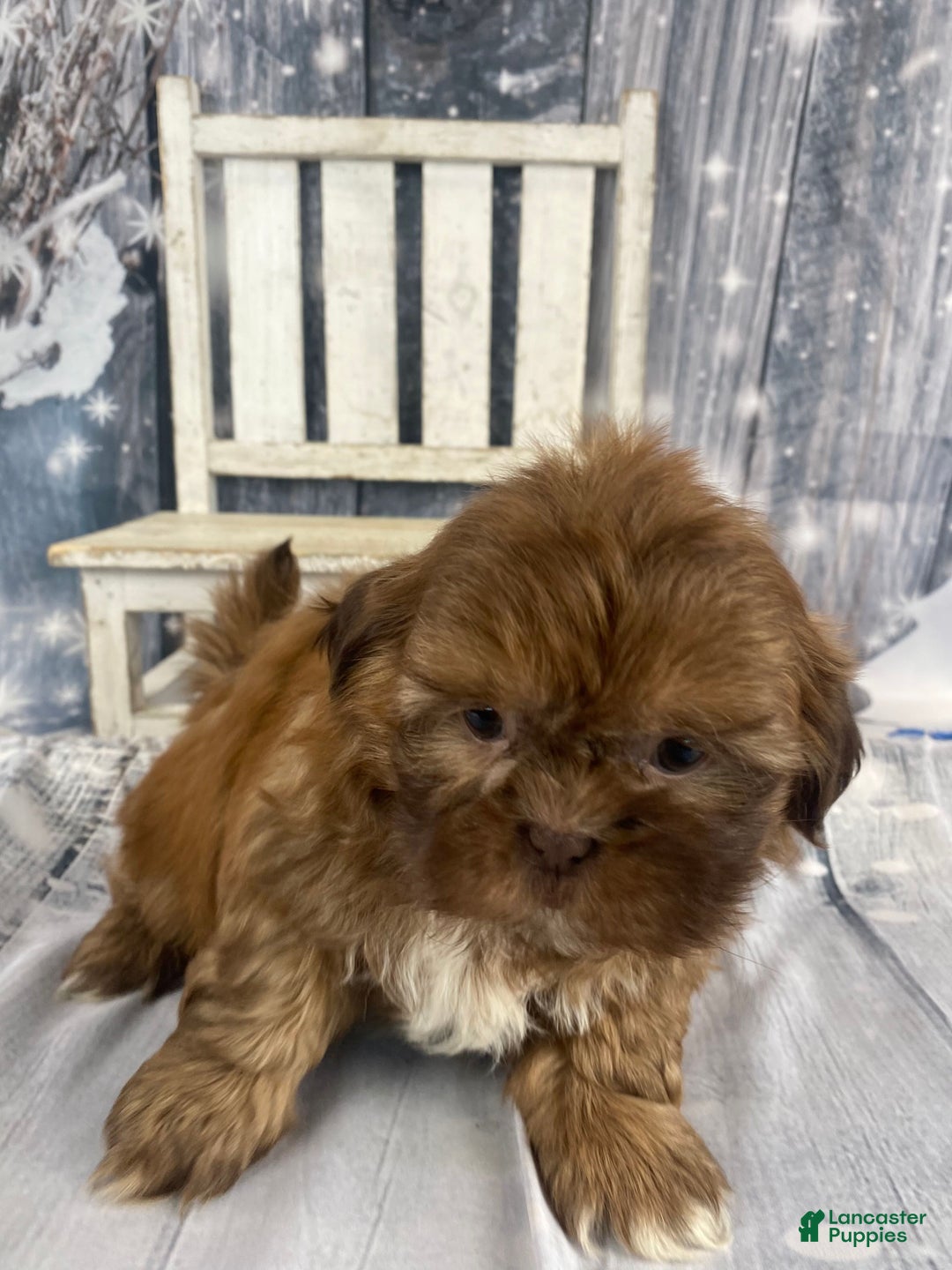 Shih Tzu dogs for sale: Pippin - Ad 9