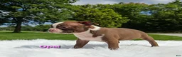 Boston Terrier dogs for sale: Opal - Ad 6