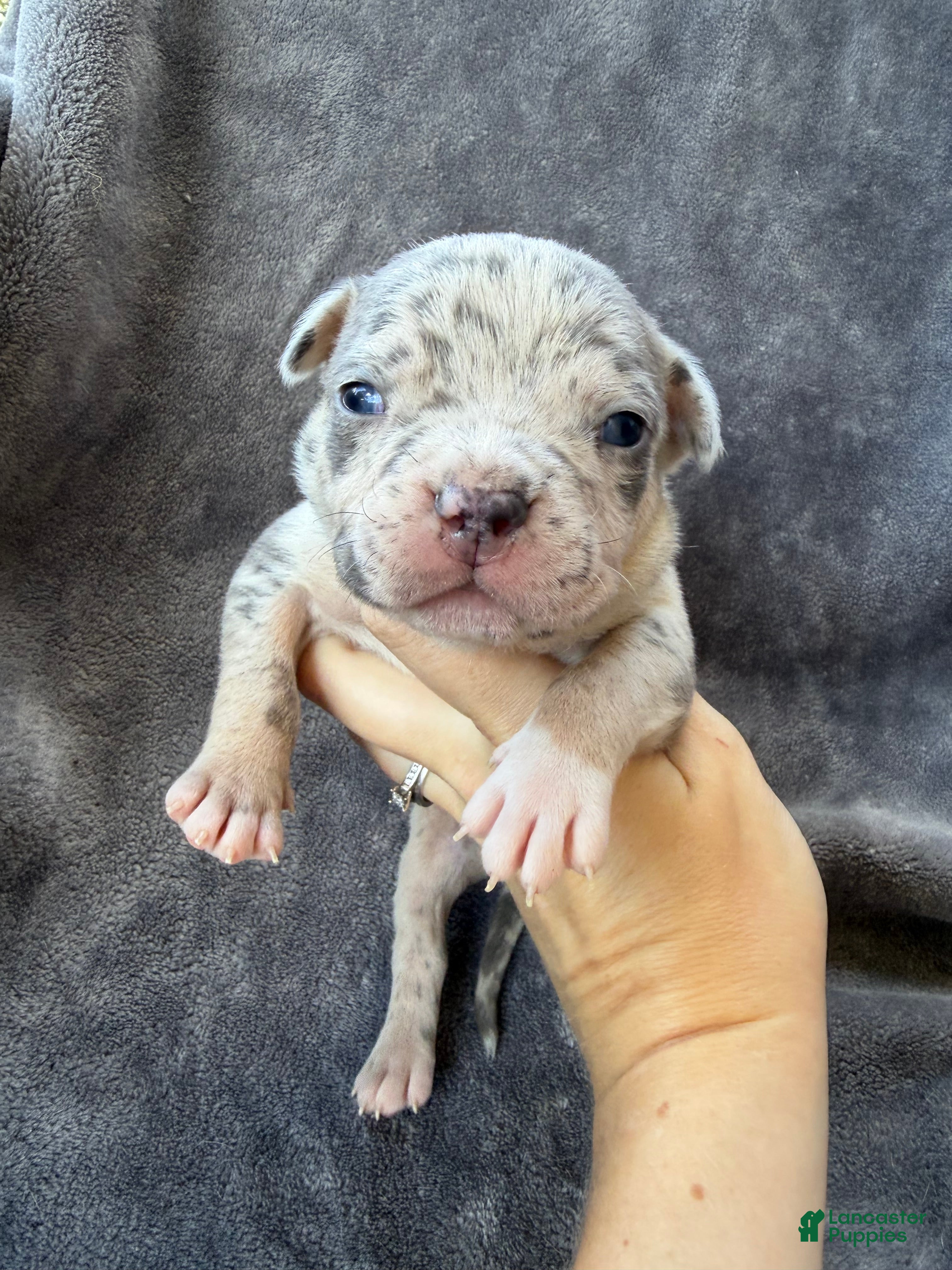 American Bully dogs Domino - Ad 2
