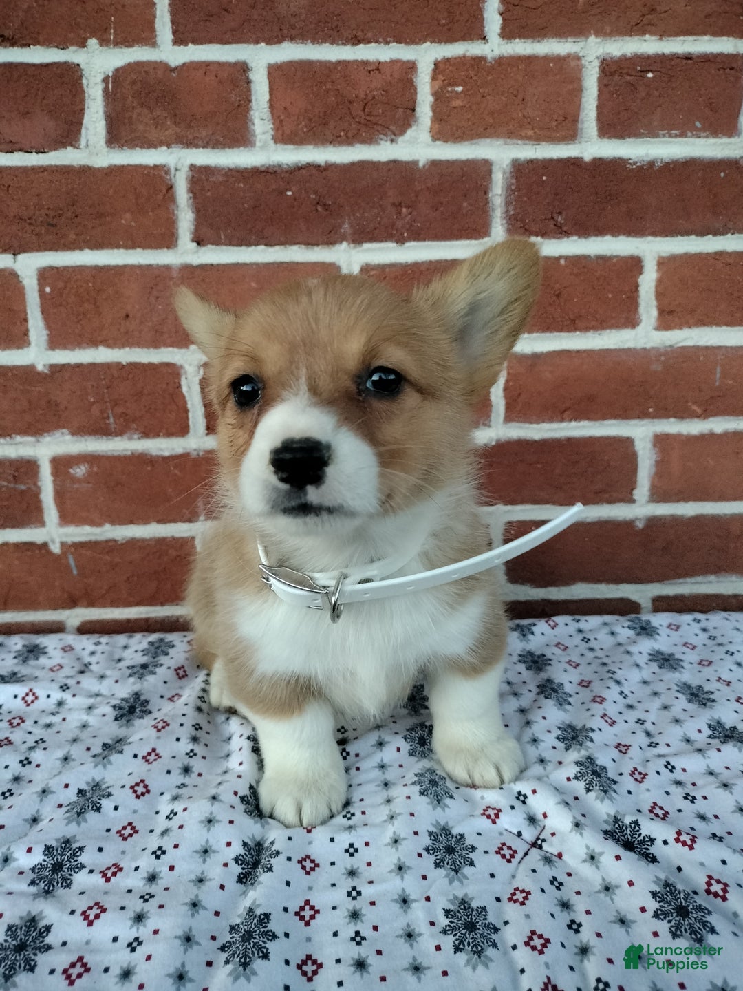Welsh Corgi Pembroke dogs for sale:  Margo - Ad 3