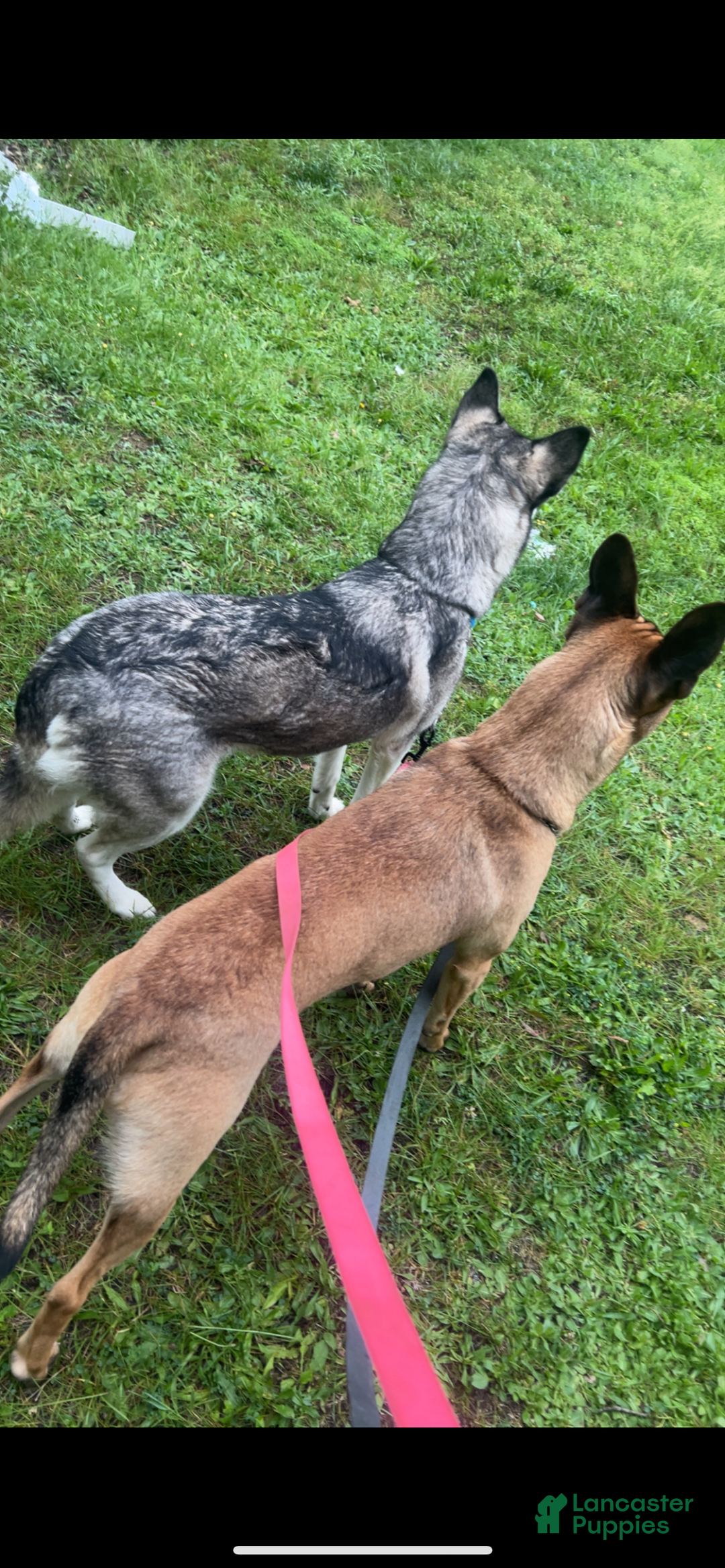 Mixed Breed dogs for sale: Boy 1 - Ad 10