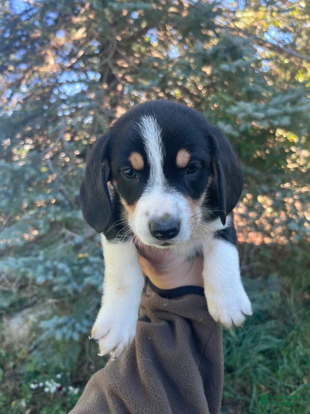 Mixed Breed dogs for sale: Female #5 - Ad 2
