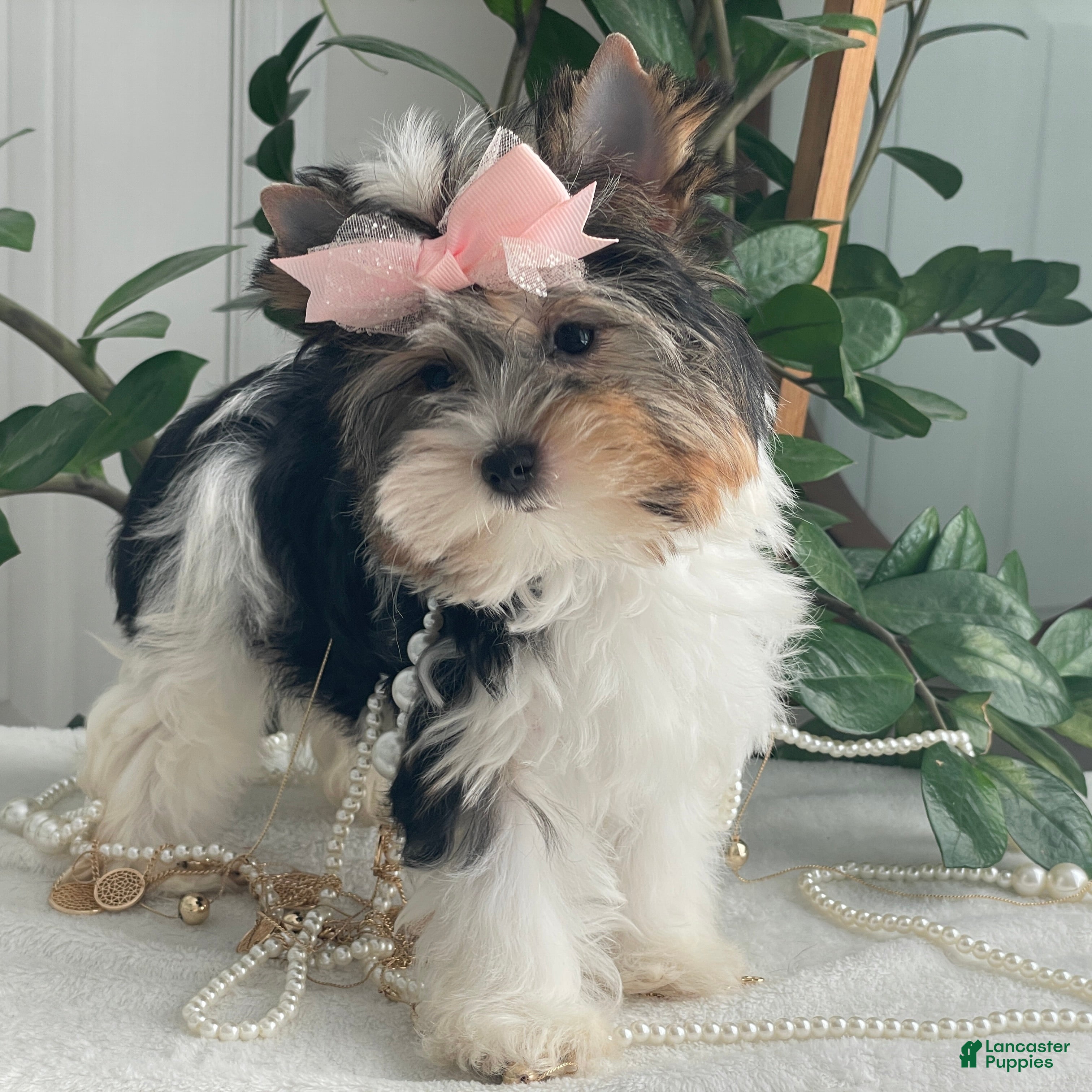 Biewer Terrier dogs Chai - Ad 1