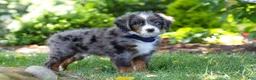 Mini Bernedoodle dogs for sale: Easton - Ad 6
