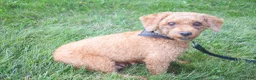 Miniature Poodle dogs for sale: Loise❤️ - Ad 10