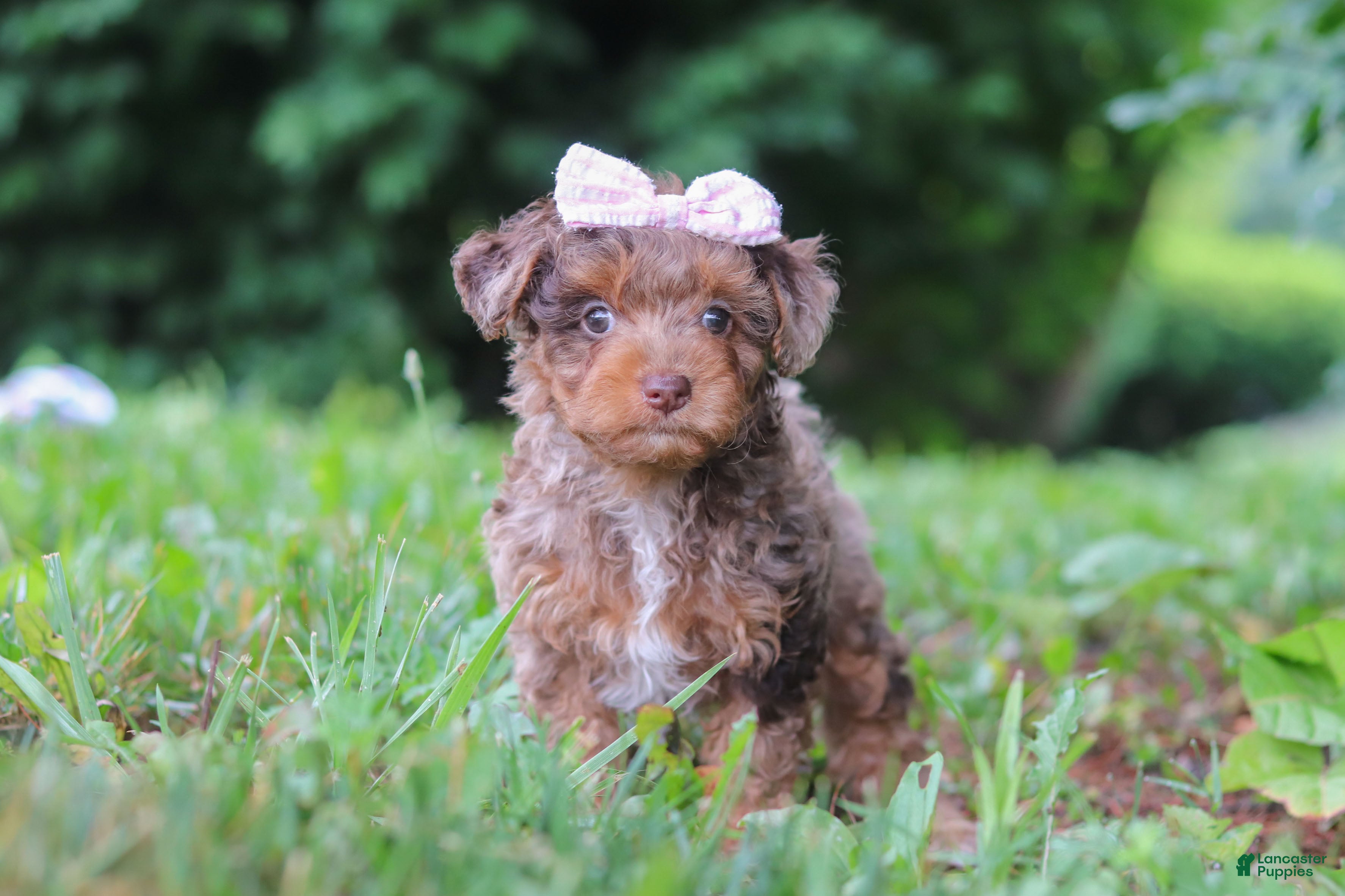 Yorkiepoo dogs Lexi - Ad 1