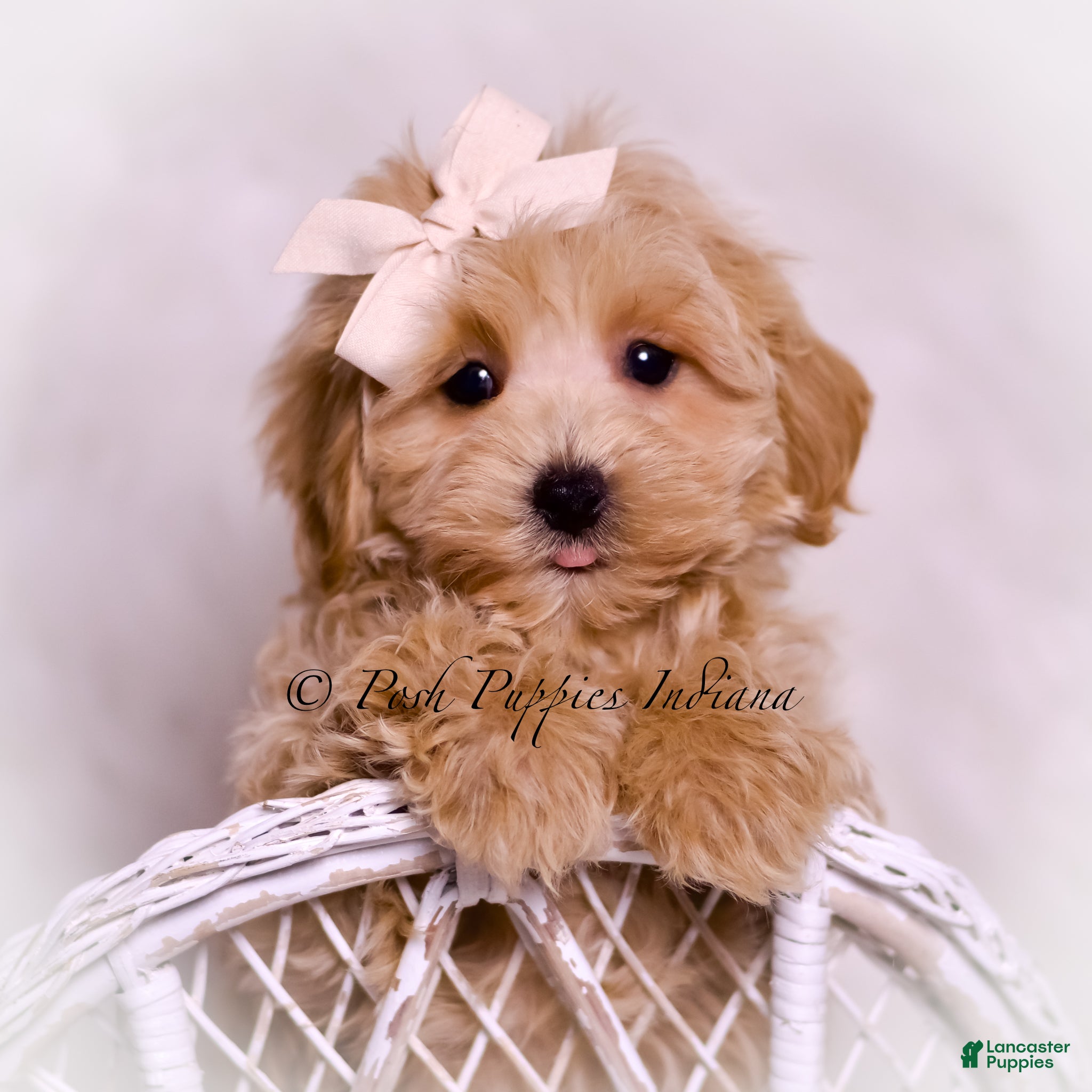 Maltipoo dogs Philly - Ad 5