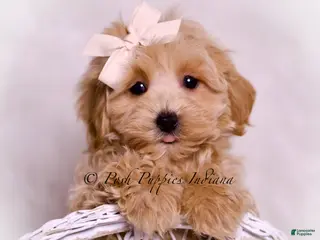 Maltipoo dogs Philly - Ad 5