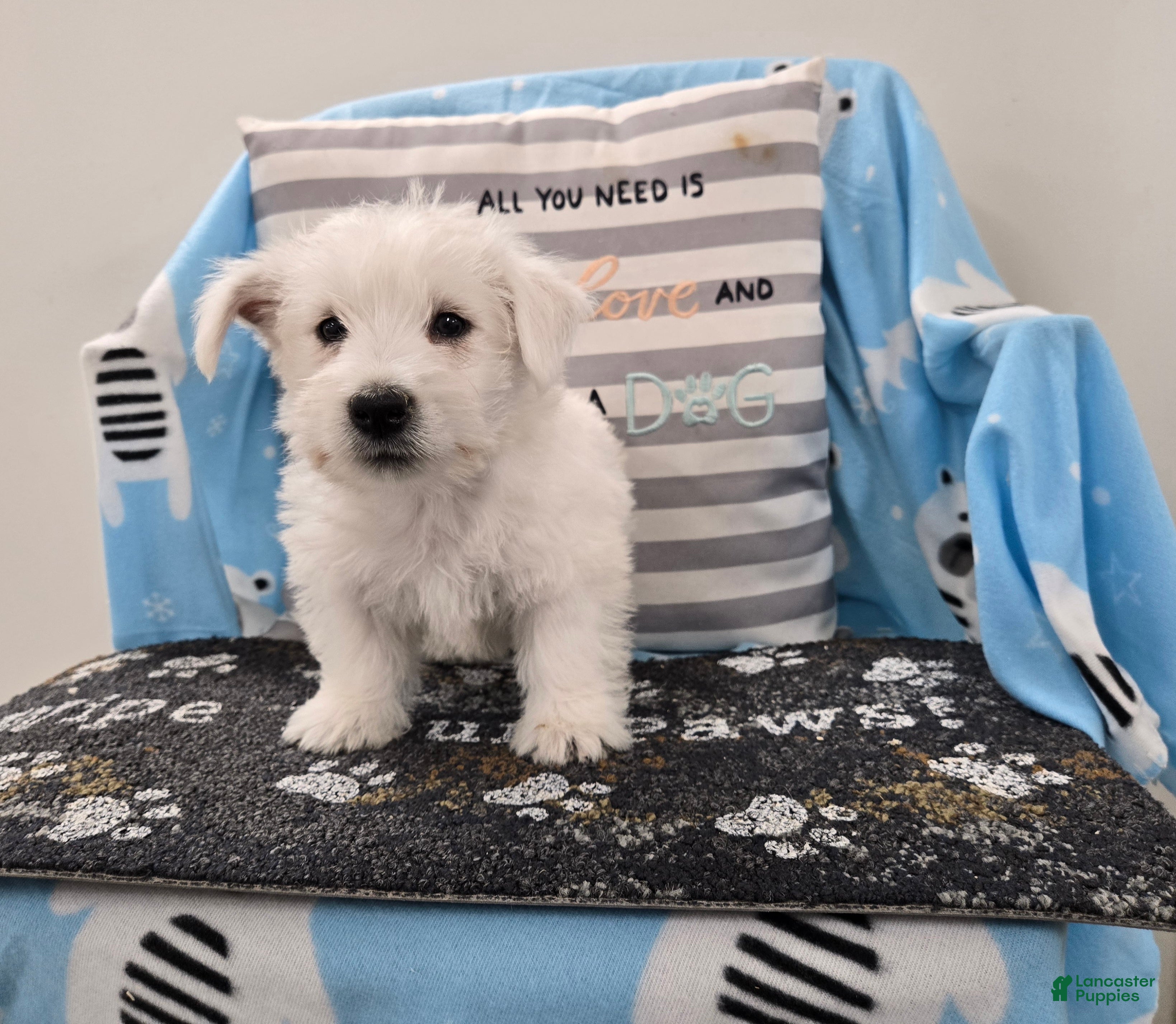 West Highland Terrier dogs West Highland Terrier Puppy 4 - Ad 2