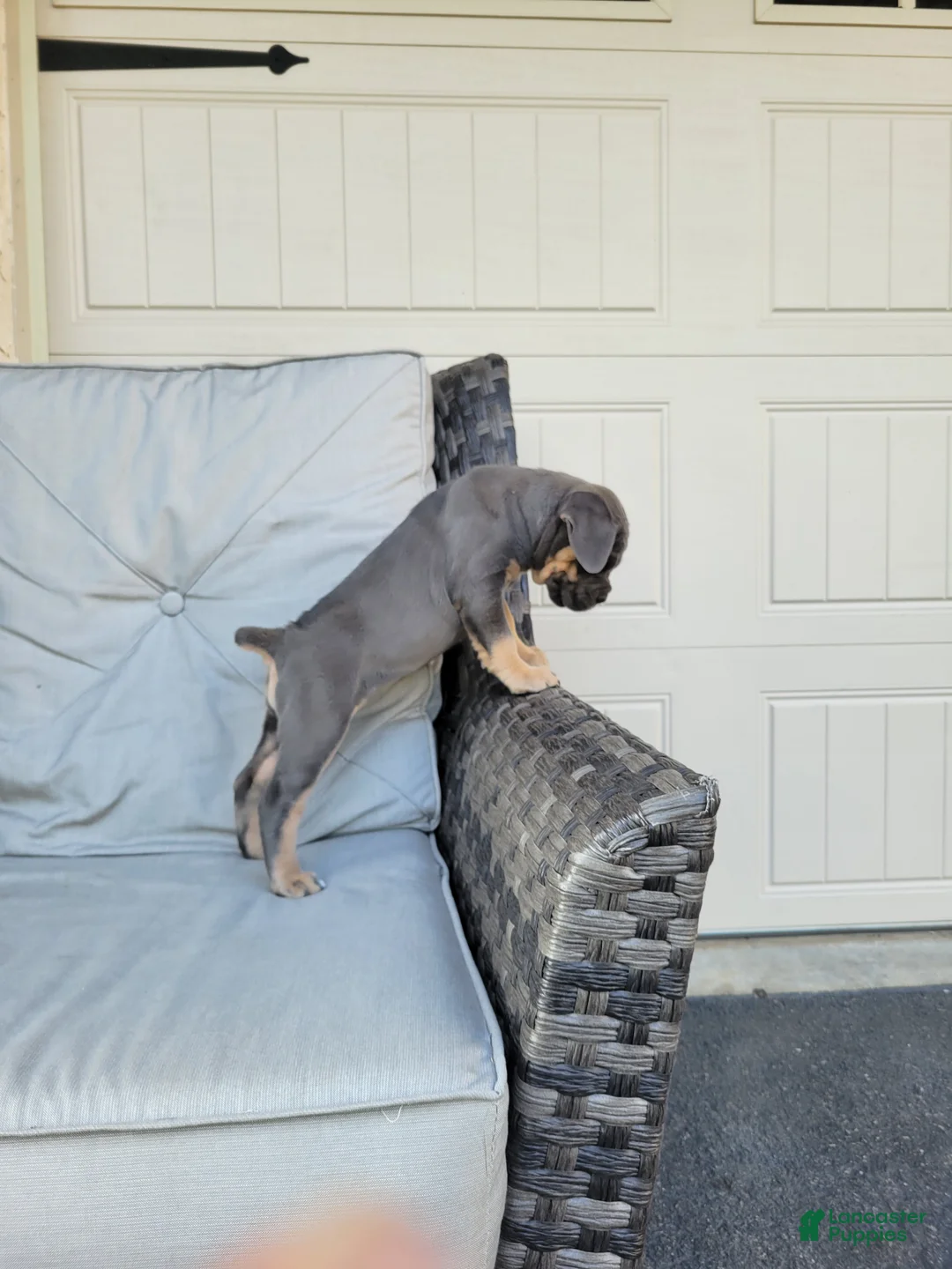 Cane Corso dogs for sale: Tessa - Ad 2