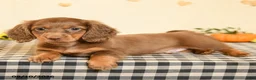 Miniature Dachshund dogs for sale: Maddox - Ad 5
