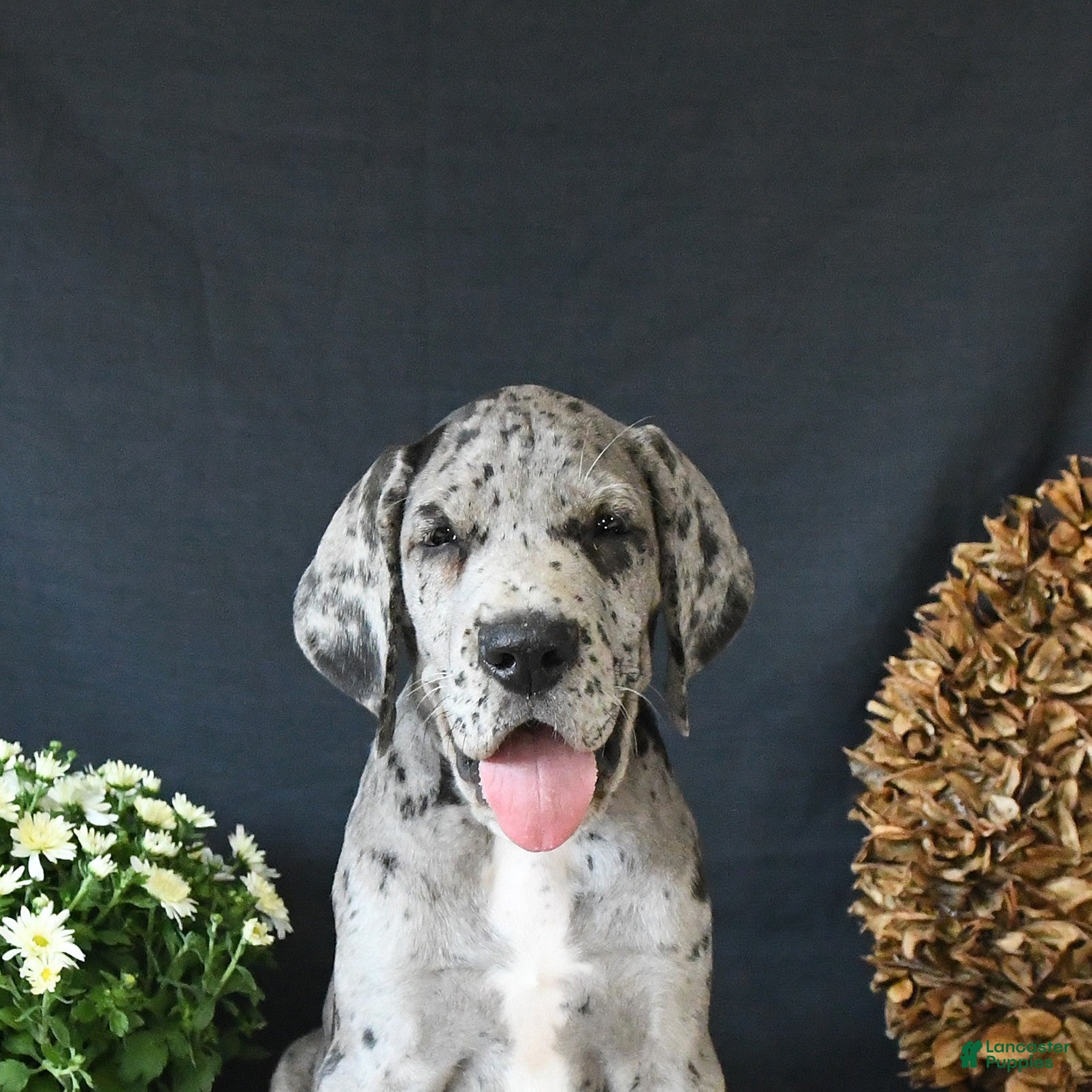Great Dane dogs Dallas - Ad 2