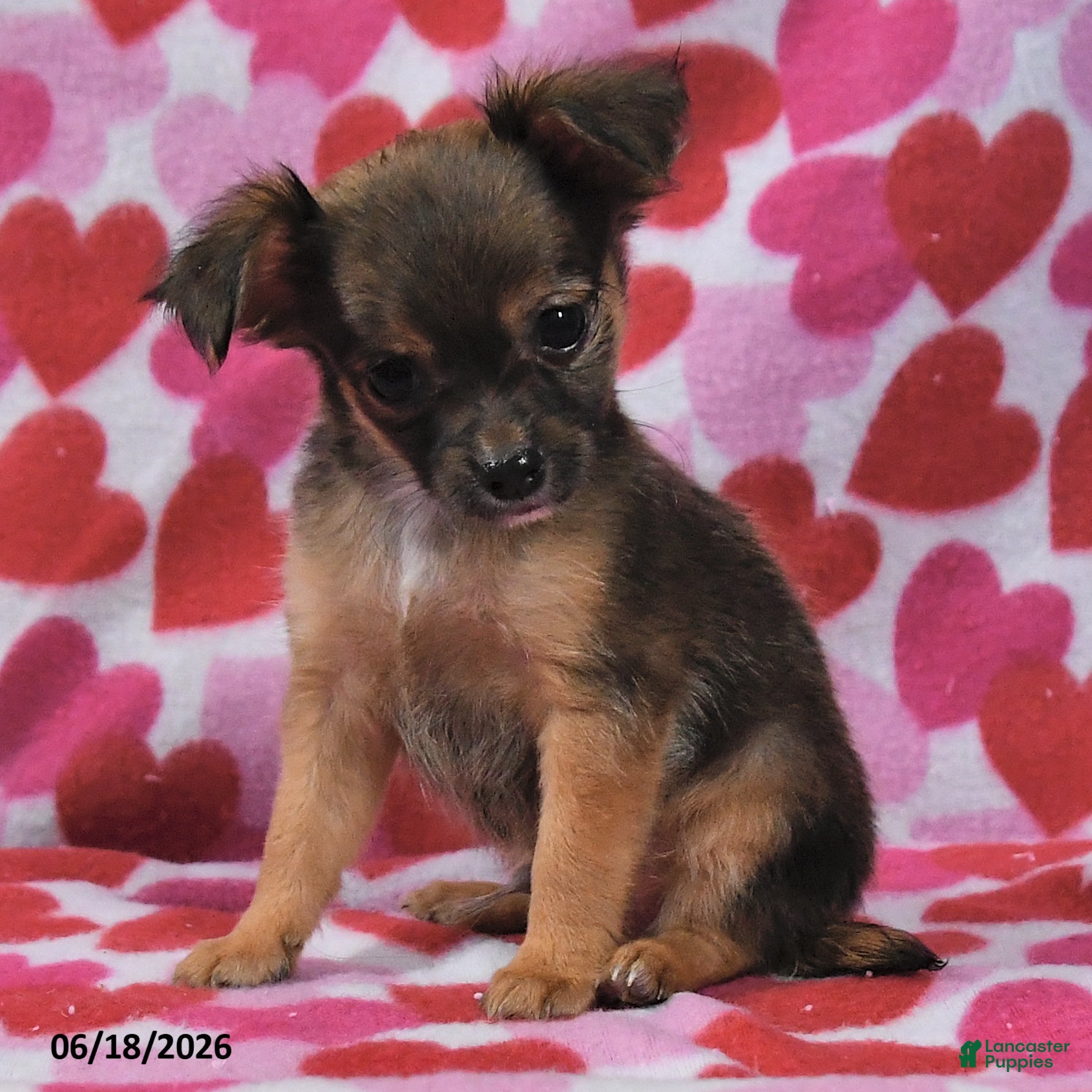 Chihuahua dogs Toby - Ad 2