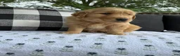 Golden Retriever dogs for sale: Motley - Ad 21