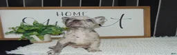 French Bulldog dogs for sale: Tyler - Ad 11