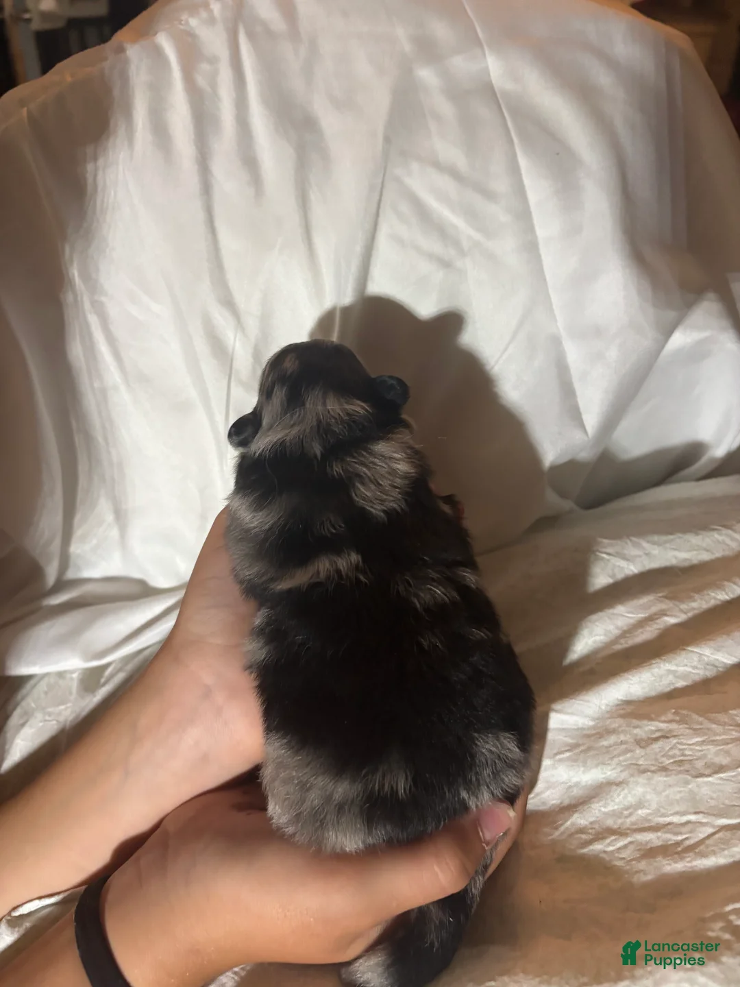 Pomeranian dogs for sale: Pomeranian 2 - Ad 2