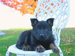 German Shepherd dogs - Ad 32