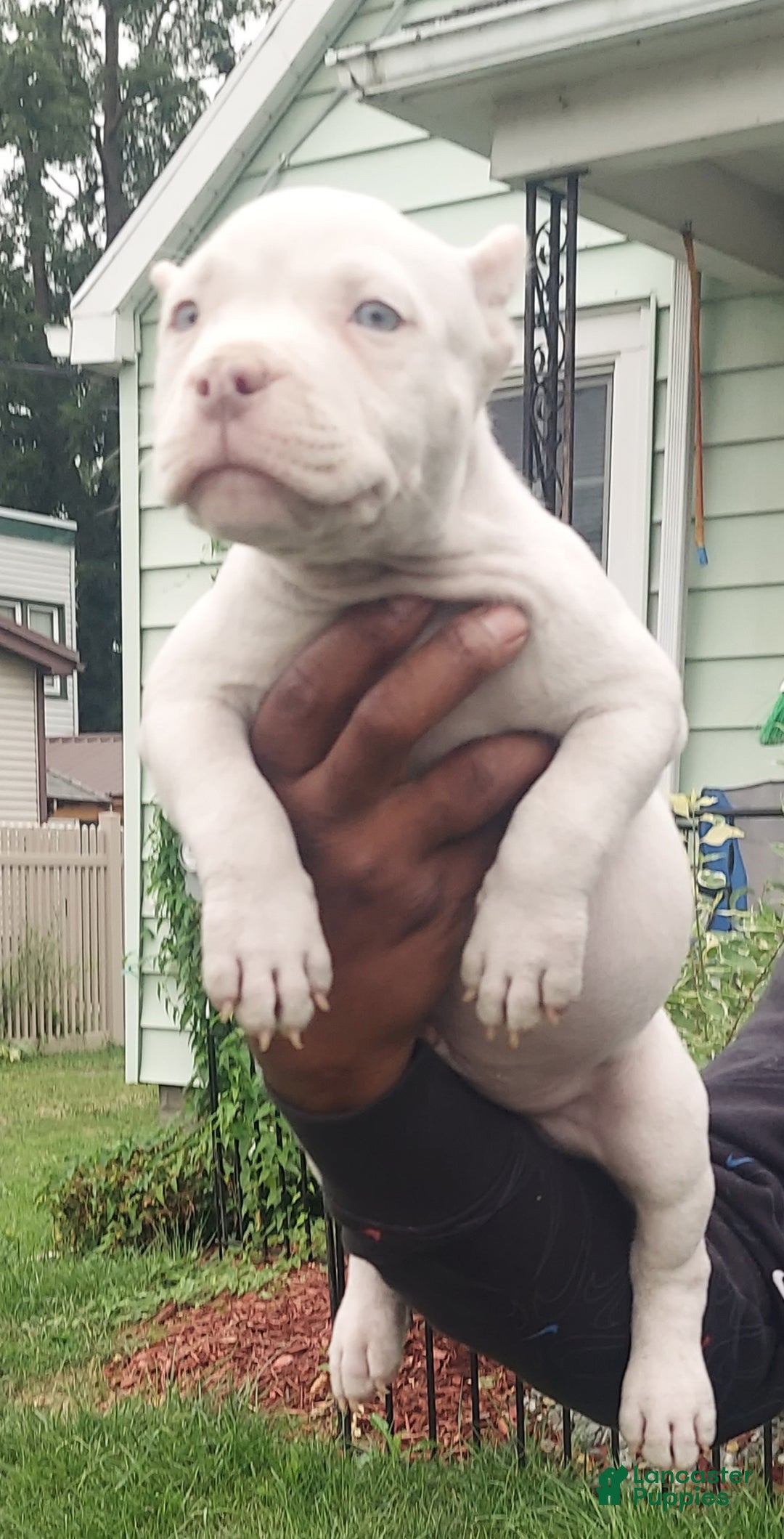 American Bully dogs for sale: American Bully Puppy 1 - Ad 2