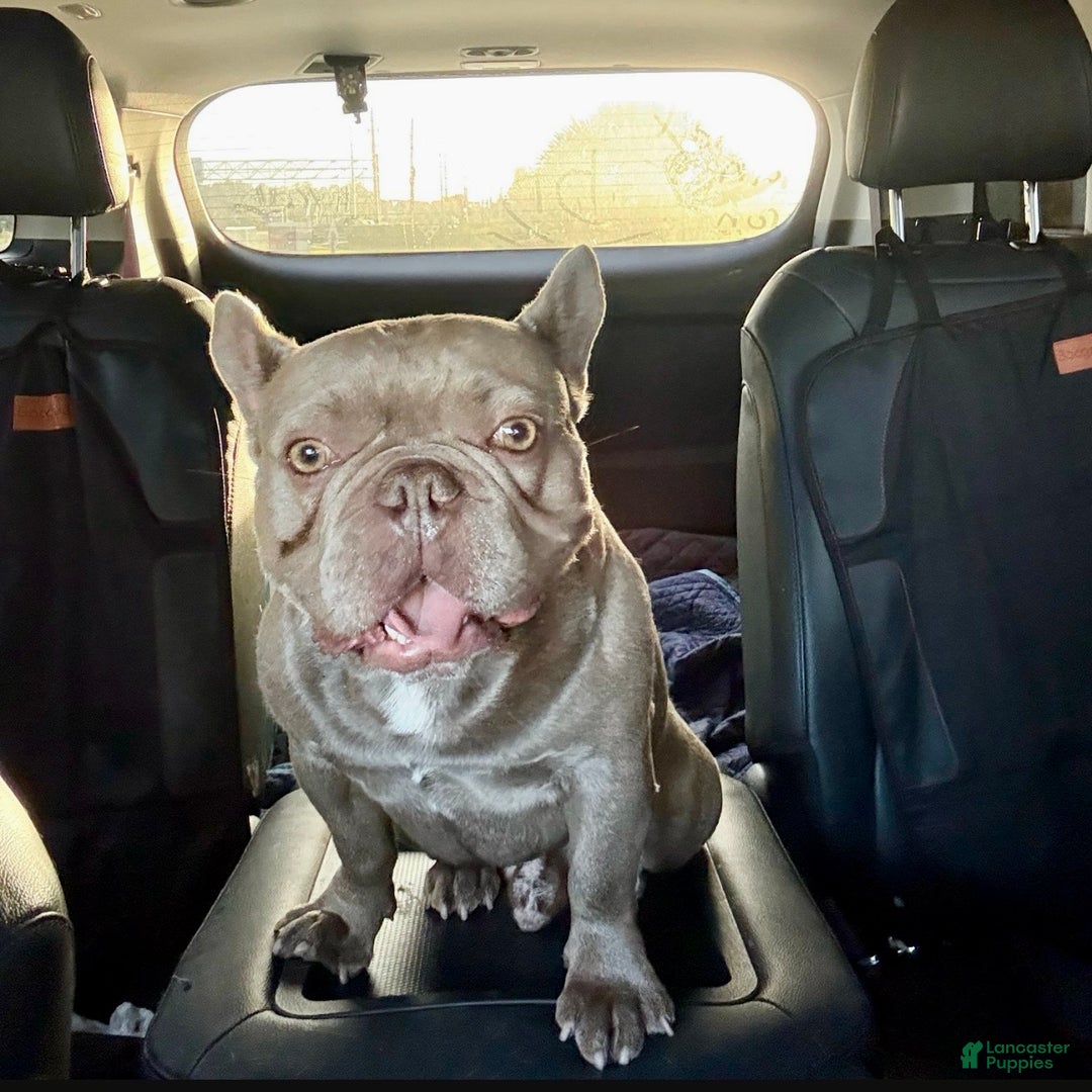 French Bulldog dogs for sale: Enzo - Ad 4