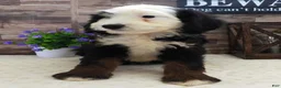 Mini Bernedoodle dogs for sale: Male #9 (Splash's) - Ad 11