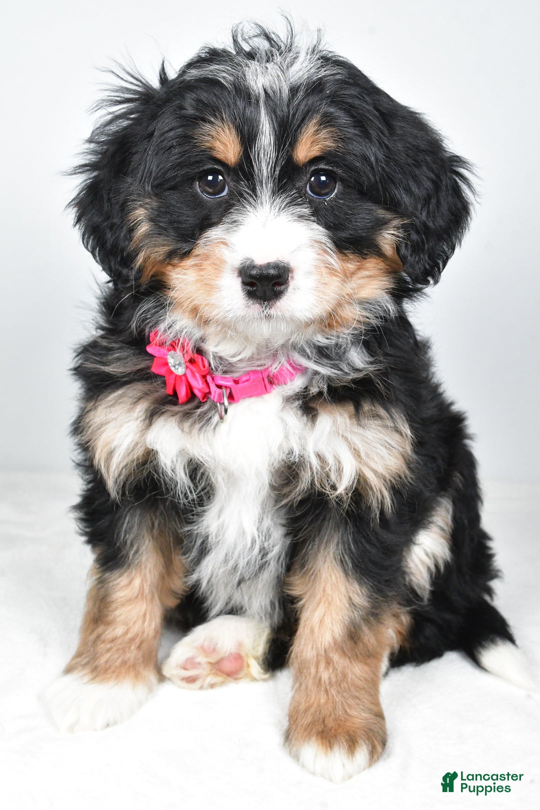 Mini Bernedoodle dogs for sale: Alisha - Ad 4