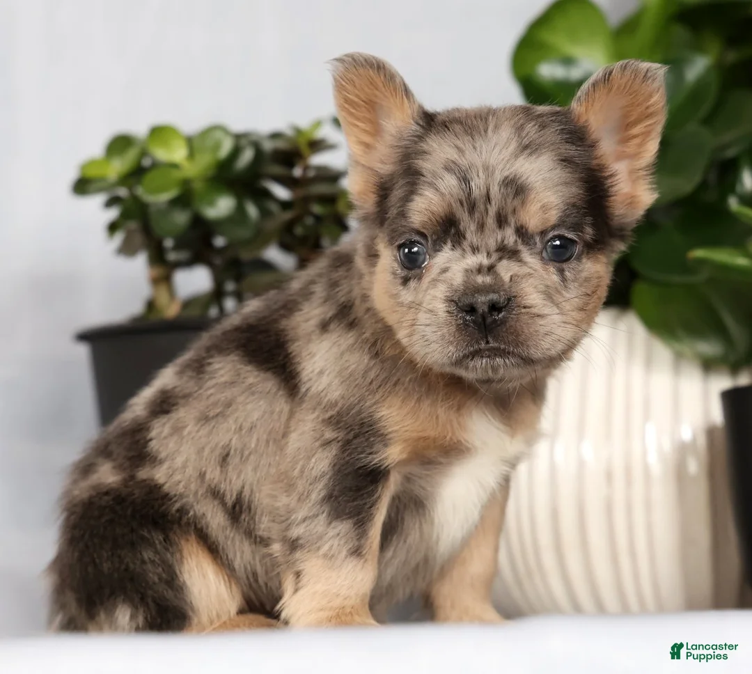 French Bulldog dogs for sale: Nimmy - Ad 1