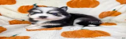 Pomsky dogs for sale: Calypso - Ad 3
