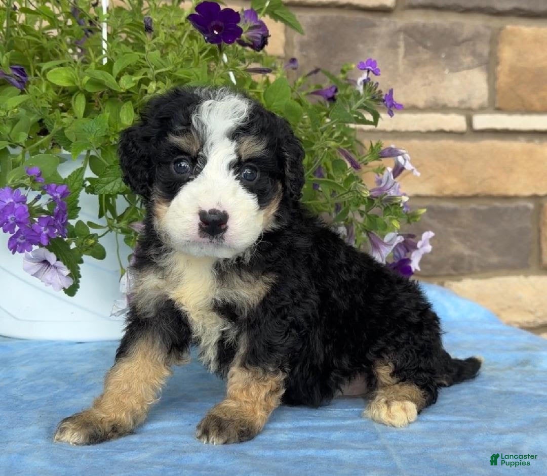 Mini Bernedoodle dogs Casey - Ad 1